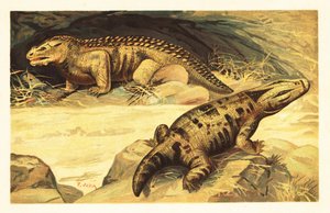 Mastodonsaurus e Pareiasaurus.1908 (litografia) de Unbekannter Künstler