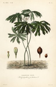 Mayapple ou mandrágora americana, Podophyllum peltatum, Podophylle pelte de Unbekannt