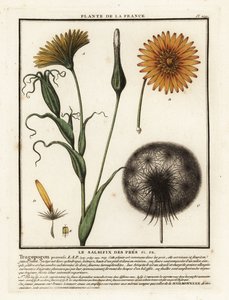Meadow salsify, Tragopogon pratensis. de Unbekannter Künstler