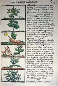 Plantas medicinais, texto em Nahuati, do fac-símile do manuscrito História Geral das Coisas da Nova Espanha, também conhecido como Codex Florentino, de Bernardino de Sahagun de Benjamin Baud