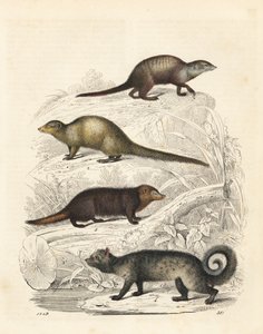 Suricata suricatta 1, mangusto cinzento indiano Herpestes edwardsii 2, kusimanse comum Crossarchus obscurus 3 e civeta asiática Paradoxurus hermaphroditus 4. Litografia colorida à mão do Livro do Mundo de Carl Hoffmann, Estugarda de Unbekannter Künstler
