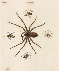 Microscopia de Unbekannt