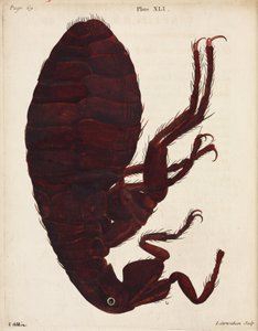 Microscopia de Unbekannt