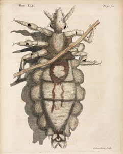 Microscopia de Unbekannt