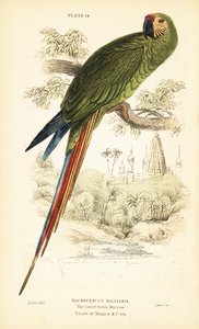 Arara Militar, Ara militaris. 1889 (gravura) de Unbekannter Künstler
