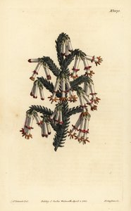 Monadelphous heath, Erica monadelpha de Unbekannt