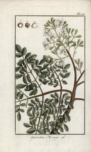Moringa (Moringa oleifera). Litografia de "Afbeelding der Artseny-Gewassen" de Johannes Zorn (1739-1799), Países Baixos de Unbekannter Künstler