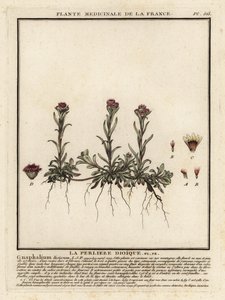 Montanha eterna, Antennaria dioica. de Unbekannter Künstler