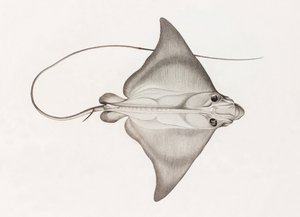Mourine Vachette de Unbekannt