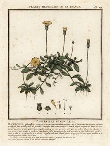 Gavião orelhudo, Pilosella officinarum. de Unbekannter Künstler