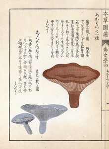 Cogumelos: akahatsu lacatire e shirohatsudake branco - gravura japonesa de Kanen Iwasaki (1786-1842), de Honzo Zufu, guia ilustrativo de plantas medicinais de Unbekannter Künstler