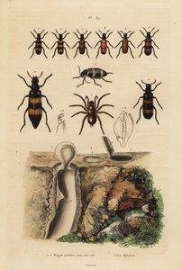 Aranha alçapão Mygalomorph e seu ninho, e escaravelhos, espécies Mylabris de Unbekannt