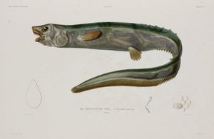Natacanthus nasus, Islândia, início do século 19 de Unbekannter Künstler