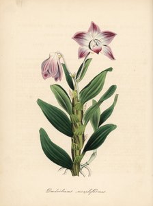 Orquídea dendrobium ou sekikoku, Dendrobium moniliforme. Zincografia colorida à mão de C. Chabot, desenhada por Miss M. A. Burnett a partir do seu "Plantae Utiliores: or Illustrations of Useful Plants", Whittaker, Londres de Unbekannter Künstler