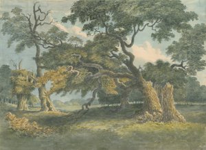 Needwood - Oak Tree: pintura em aquarela, nº [ 19th cent] de Unbekannt