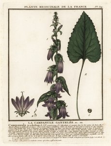 Campanula com folhas de urtiga, Campanula trachelium. de Unbekannter Künstler