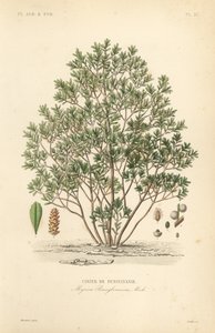 Bayberry do Norte, Myrica pensylvanica, cirier de pensylivanie de Unbekannt