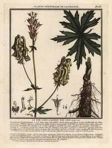Aconitum lycoctonum, Aconitum lycoctonum. de Unbekannter Künstler