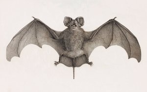 Nyctinome Do Egito, morcegos no Egito de Unbekannt