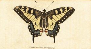 Old World swallowtail, Papilio machaon.,1800 (gravura) de Unbekannter Künstler