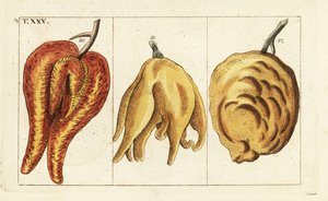 Laranjas, formas disformes e bulbosas, Citrus aurantium. de Unbekannter Künstler