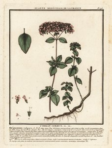 Oregãos ou manjerona selvagem, Origanum vulgare. de Unbekannter Künstler