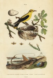 Pintassilgo Oriole, Gymnomystax mexicanus, ninho e ovos 3, peixe-gato blindado loricarídeo de chocolate, Loricaria cataphracta 2, e sertilhão de pinheiro, Neodiprion sertifer 1 de Unbekannt