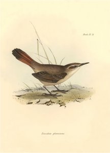Ornitologia: "Eremobius phoenicurus" descrito por Charles Darwin durante a sua expedição a bordo do Beagle. Placa de "The zoology of the voyage of H.M.S. Beagle. Flight. III, Aves descritas por John Gould, com informações sobre os seus hábitos por Charles  de Unbekannter Künstler