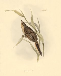 Ornitologia: "Synallaxis rufogularis" descrita por Charles Darwin durante a sua expedição a bordo do Beagle. Placa de "The zoology of the voyage of H.M.S. Beagle. Flight. III, Aves descritas por John Gould, com informações sobre os seus hábitos por Charles de Unbekannter Künstler