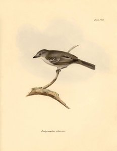 Ornitologia: O "Pachyramphus albescens" da família das faias descrito por Charles Darwin durante a sua viagem de exploração a bordo do Beagle. Placa de "The Zoology of the voyage of H.M.S. Beagle under the command of Captain Fitzroy during the years 1832 t de Unbekannter Künstler