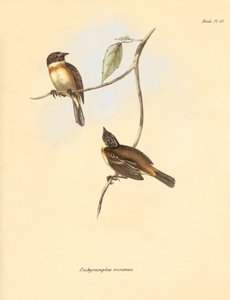 Ornitologia: O "Pachyramphus minimus" da família das faias descrito por Charles Darwin durante a sua viagem de exploração a bordo do Beagle. Placa de "The Zoology of the voyage of H.M.S. Beagle under the command of Captain Fitzroy during the years 1832 to  de Unbekannter Künstler