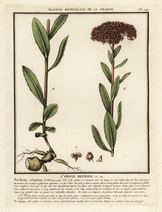 Orpine, o darnel, Sedum telephium. de Unbekannter Künstler