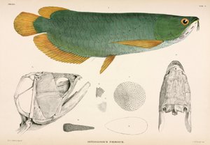 Osteoglossum formosum, Indonésia de Unbekannter Künstler