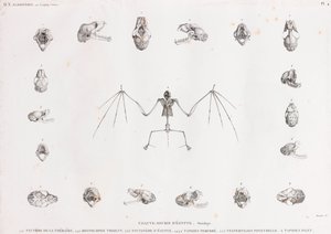 Osteologia dos morcegos no Egipto de Unbekannt