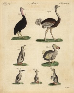 Avestruz, Struthio camelus, cassowary, Struthio casuarius, dodo extinto, Raphus cucullatus, e espécies de pinguim de Unbekannt
