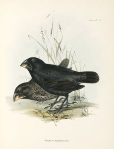 Par de grandes tentilhões terrestres, Ilhas Galápagos, c 1832-1836 de Unbekannt