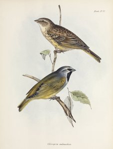 Par de pardais ou pintassilgos, c 1832-1836 de Unbekannt