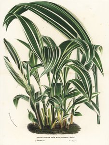 Erva-de-palma, Setaria palmifolia (Panicum plicatum foliis level-vittatis). Litografia colorida à mão da obra de Louis van Houtte e Charles Lemaire, Flowers of the Gardens and Hothouses of Europe, Flore des Serres et des Jardins de l