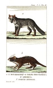 Raposa-dos-pampas ou aguarachay de Unbekannter Künstler