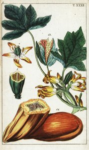 Mamão, seção, flores e folhas, Carica mamão. de Unbekannter Künstler