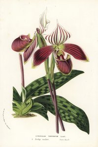 Orquídea Paphiopedilum purpurpuratum (Cypripedium purpuratum). Litografia colorida à mão da obra de Louis van Houtte e Charles Lemaire, Flowers of the Gardens and Hothouses of Europe, Flore des Serres et des Jardins de l
