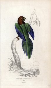 Periquito bombardeiro, Prosopeia tabuensis. Psittacus tabuensis. Litografia de Joseph Kidd, baseada num desenho de John Audubon, em Miscellany of Natural History: Parrots, Sir Thomas DiK Lauder and Captain Thomas Brown, publicado em Edimburgo, Escócia, em  de Unbekannter Künstler