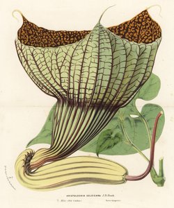 Pararistolochia goldieana (Aristolochia goldieana). Litografia colorida à mão da obra de Louis van Houtte e Charles Lemaire, Flowers of the Gardens and Hothouses of Europe, Flore des Serres et des Jardins de l
