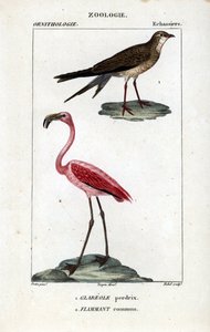 Perdiz e flamingos cor-de-rosa - Pratincole de colarinho, Glareola pratincola, e flamingo maior, Phoenicopterus roseus. Gravura em chapa de cobre colorida à mão, do "Dicionário de Ciências Naturais: Ornitologia", Paris, França de Unbekannter Künstler