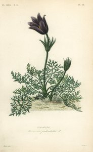 Pasqueflower ou sangue de dinamarquês, Anemone pulsatilla, Pulsatille de Unbekannt