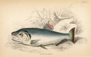 Payara, Hydrolycus armatus (hidrocónio de dentes fortes, Hydrocyon armatus). Gravura em metal aço colorida à mão por W.H. Lizars a partir de uma ilustração de James Stewart da obra Fishes of Guiana de Robert Schomburg, parte da Naturalist