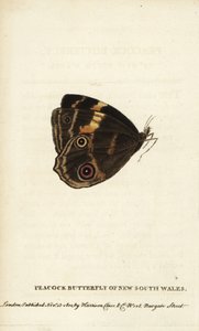 Borboleta-pavão de New South Wales. Gravura em chapa de cobre colorida à mão da "The Naturalist