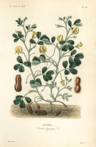 Amendoim ou amendoim, Arachis hypogaea, Arachide de Unbekannt