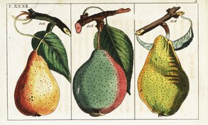 Variedades de pêra, Pyrus communis. de Unbekannter Künstler