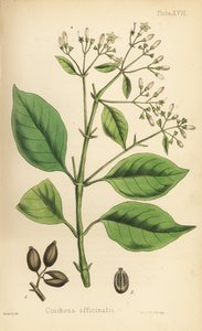 Árvore de casca peruana ou árvore do quinino, Cinchona officinalis. Litografia colorida à mão por Henry Sowerby da Flora Homeopathica de Edward Hamilton, Bailliere, Londres de Unbekannter Künstler